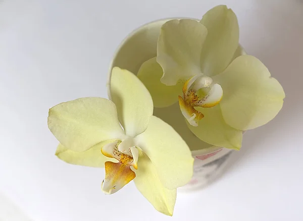 Vanilla Orchid Papierowy Kubek — Zdjęcie stockowe