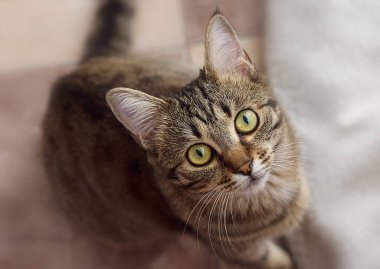 Sarı gözlü şerit kedi. Yukarıdan görüntülemek