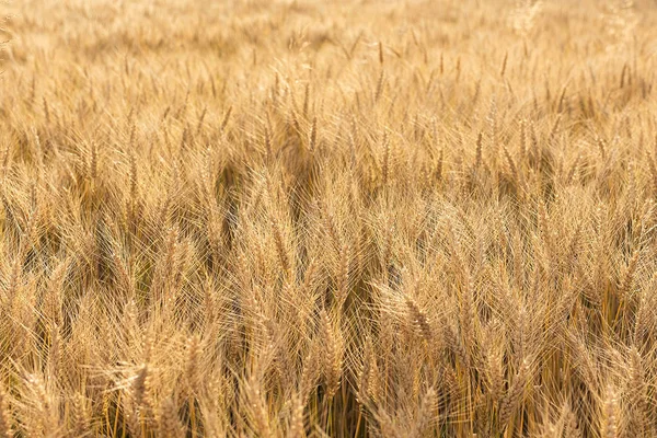 Zlaté Pšeničné Pole Zlaté Pozadí Royalty Free Stock Obrázky