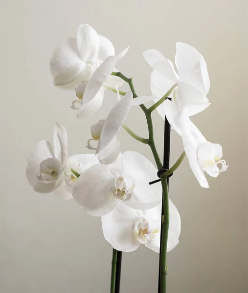 Orchidee Bianche Vintage Orchidee Bianche Retrò — Foto Stock