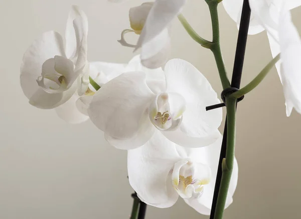 Vintage Fehér Orchideák Retro Fehér Orchideák — Stock Fotó