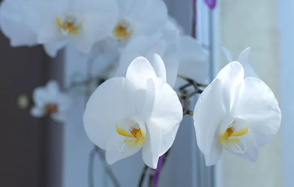 Fehér Orchidea Ablakpárkányon Sárga Középpel — Stock Fotó