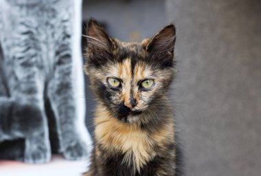 Sokak arka plan üzerinde üç renkli kedi