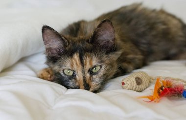 Beyaz battaniye üzerinde üç renkli kedi