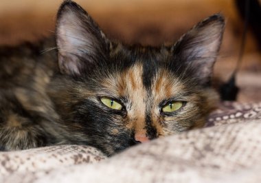 Bir battaniye var yalan üç renkli kedi 