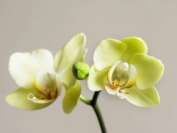 Citrom Orchidea Elszigetelt Háttér — Stock Fotó