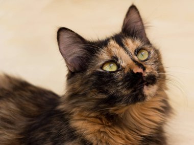 Üç renkli kedi. Kedi ile sarı gözler üç renkli kedi. Sarı gözlü kedi 