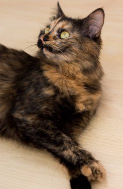 Üç renkli kedi. Sarı gözlü kedi 