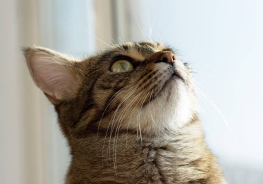 Sarı gözlü kedi muhteşem portresi