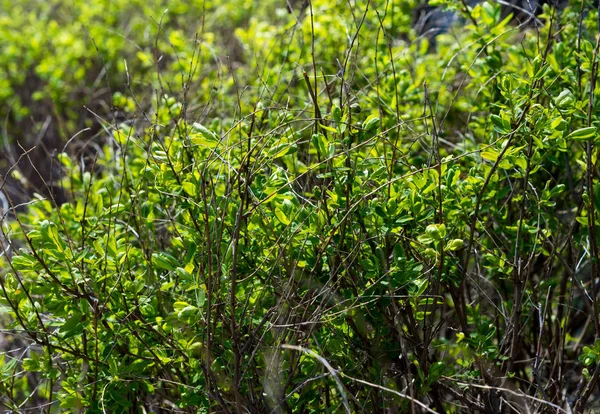 Genç şube baharda ağaç.
