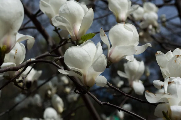 Witte Magnolia Bloemen Bloeien Lente Het Park — Stockfoto