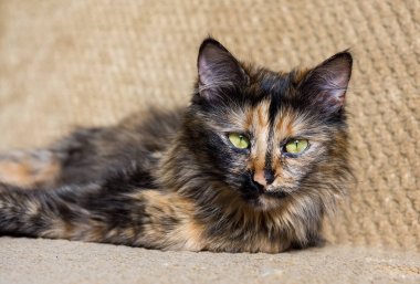 Üç renkli kedi. Sarı gözlü kedi