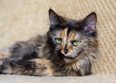 Üç renkli kedi. Sarı gözlü kedi