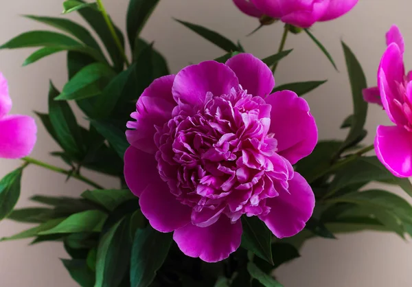 Fleurs Pivoine Rose Vif Bouquet — Photo