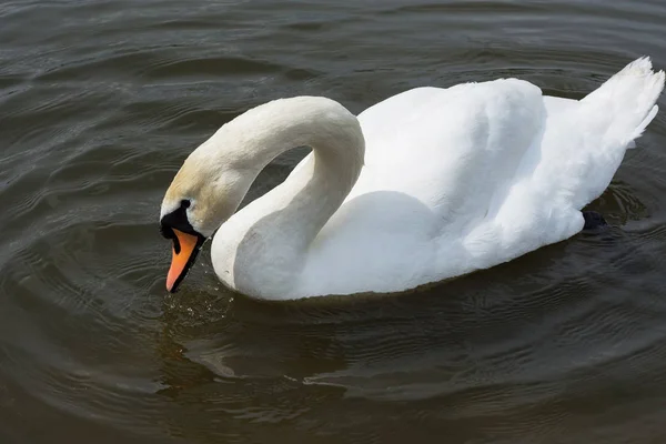 白白鳥が孤立 湖の白い白鳥 — ストック写真