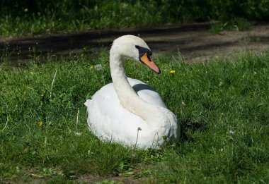 Beyaz Kuğu yeşil çimenlerin üzerinde