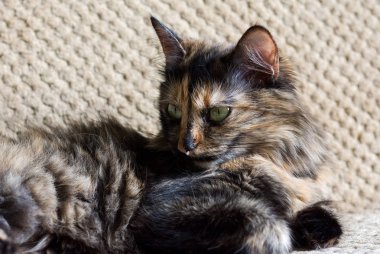 Muhteşem üç renkli kedi. Sarı gözlü kedi