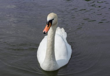 Beyaz Kuğu izole edildi. Gölde beyaz kuğu 