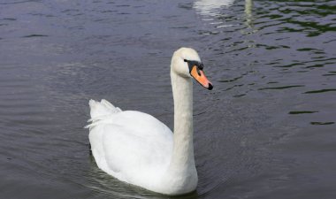 Beyaz Kuğu izole edildi. Gölde beyaz kuğu 