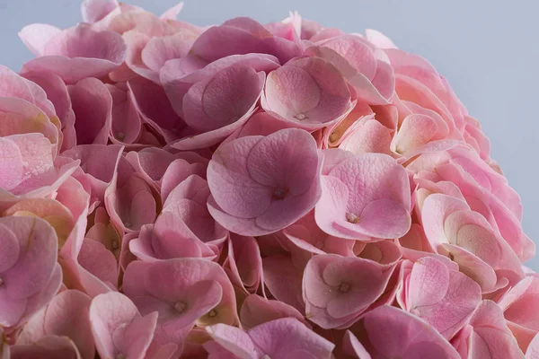 Pink hydrangea isolated. Macro of hydrangea