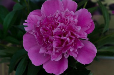 Buket parlak pembe şakayık çiçekler