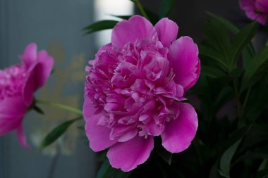 Buket parlak pembe şakayık çiçekler