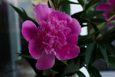 Buket parlak pembe şakayık çiçekler