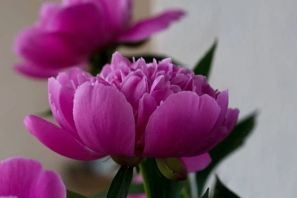 Élénk Rózsaszín Bazsarózsa Virág Csokor — Stock Fotó