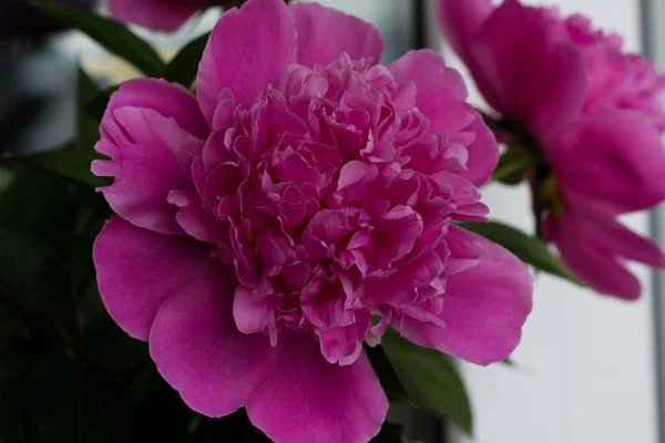 Flores Peonía Rosa Brillante Ramo — Foto de Stock