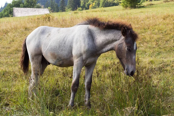 Genç Gri Dappled Alanında Ayakta — Stok fotoğraf