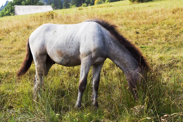 Unge Gray Dappled Horse Stående Marken - Stock-foto