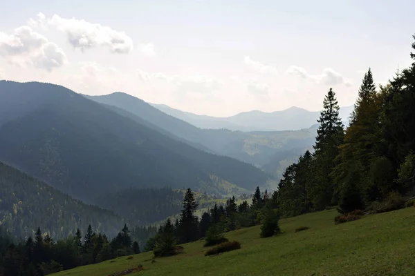 Ein Einzelner Baum Auf Dem Gipfel Des Berges Karpaten — Stockfoto