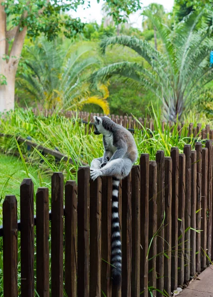 Lemur Sentado Una Cerca Chilling Lemur Queensland Países Bajos — Foto de Stock