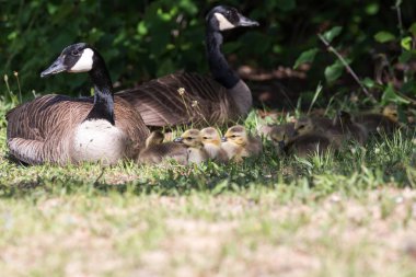Vancouver Bc Kanada Kanada kaz bebeğe