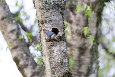 Kırmızı göğüslü sıvacı kuşu yuva deliğe Bc Kanada