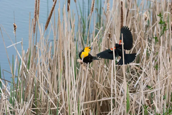 Gula Rubriken Blackbird Och Rött Bevingat Koltrast Kämpa För Territorium — Stockfoto
