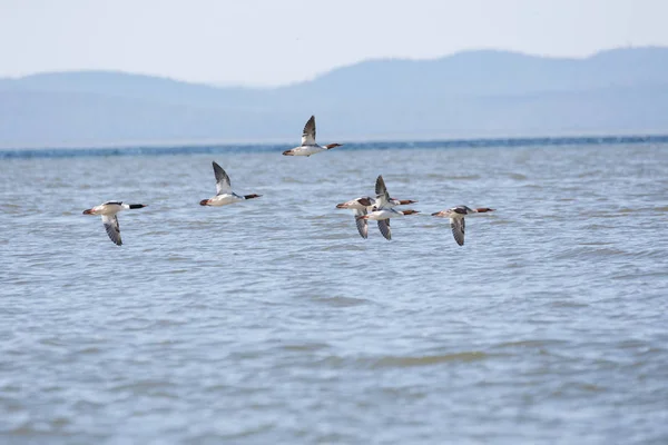 Vancouver Kanada Ortak Merganser Kuşa — Stok fotoğraf