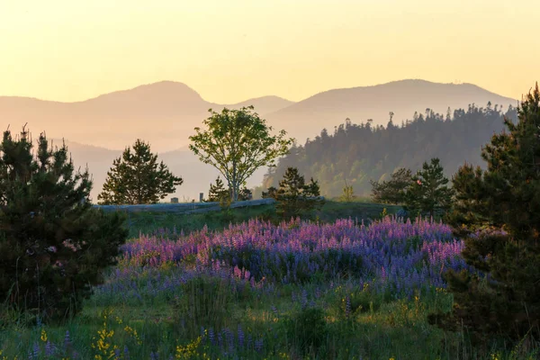 Цветение Люпина Парке Иона Ванкувере Канада — стоковое фото