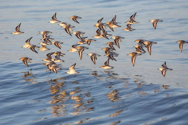 Calidris Alba Σάντερλινγκ Πουλί Στο Βανκούβερ Του Καναδά — Φωτογραφία Αρχείου