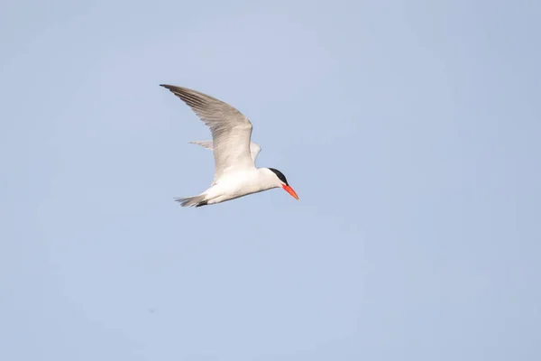 Flying Caspian Tern Vancouver Brasil — Fotografia de Stock