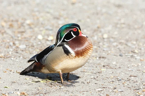 Male Woodduck Bird Vancouver Canada — Stock Photo, Image