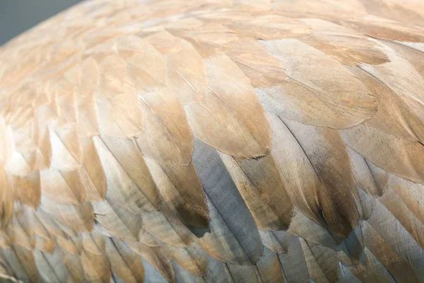 Sandhill Crane Feather Close Shot Background — Stock Photo, Image