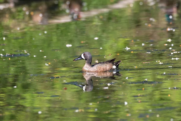 Blauwe Winged Teal Vancouver Canada — Stockfoto
