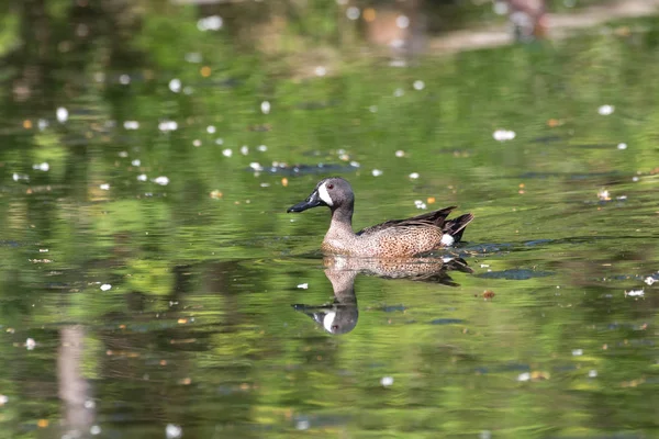 Blauwe Winged Teal Vancouver Canada — Stockfoto