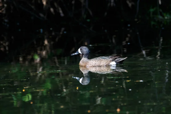 Blauwe Winged Teal Vancouver Canada — Stockfoto