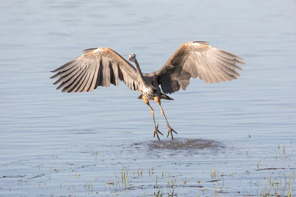 Great Blue Heron Vancouver Canada — Stock Photo, Image