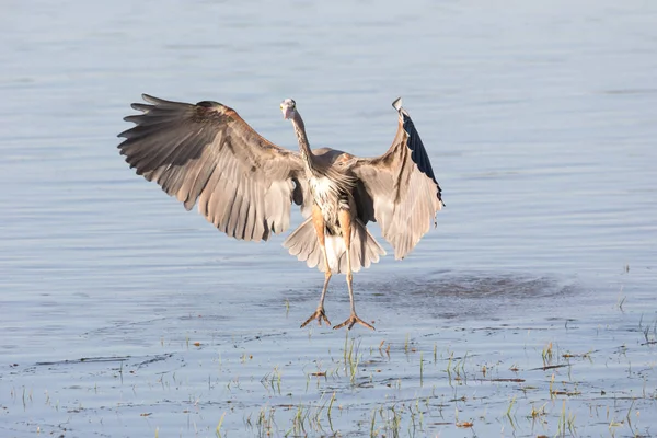 Stor Blå Heron Vancouver Kanada — Stockfoto