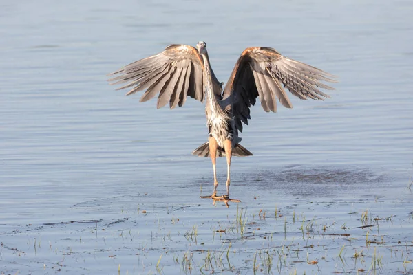 Stor Blå Heron Vancouver Kanada — Stockfoto