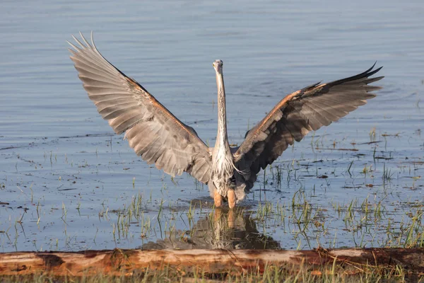 Stor Blå Heron Vancouver Kanada — Stockfoto