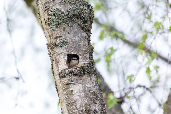 Red Pecho Nuthatch Nido Agujero Canadá —  Fotos de Stock